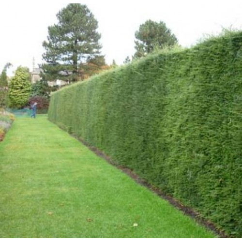 60-90cm Pot Grown Golden Castlewellan Leylandii Hedge | ScotPlants Direct
